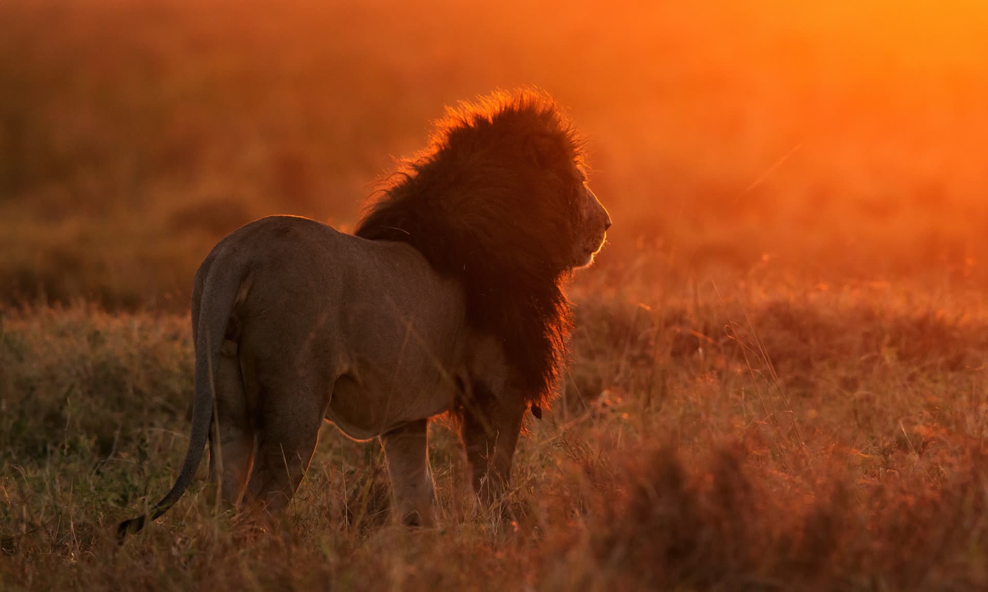 Masai Mara