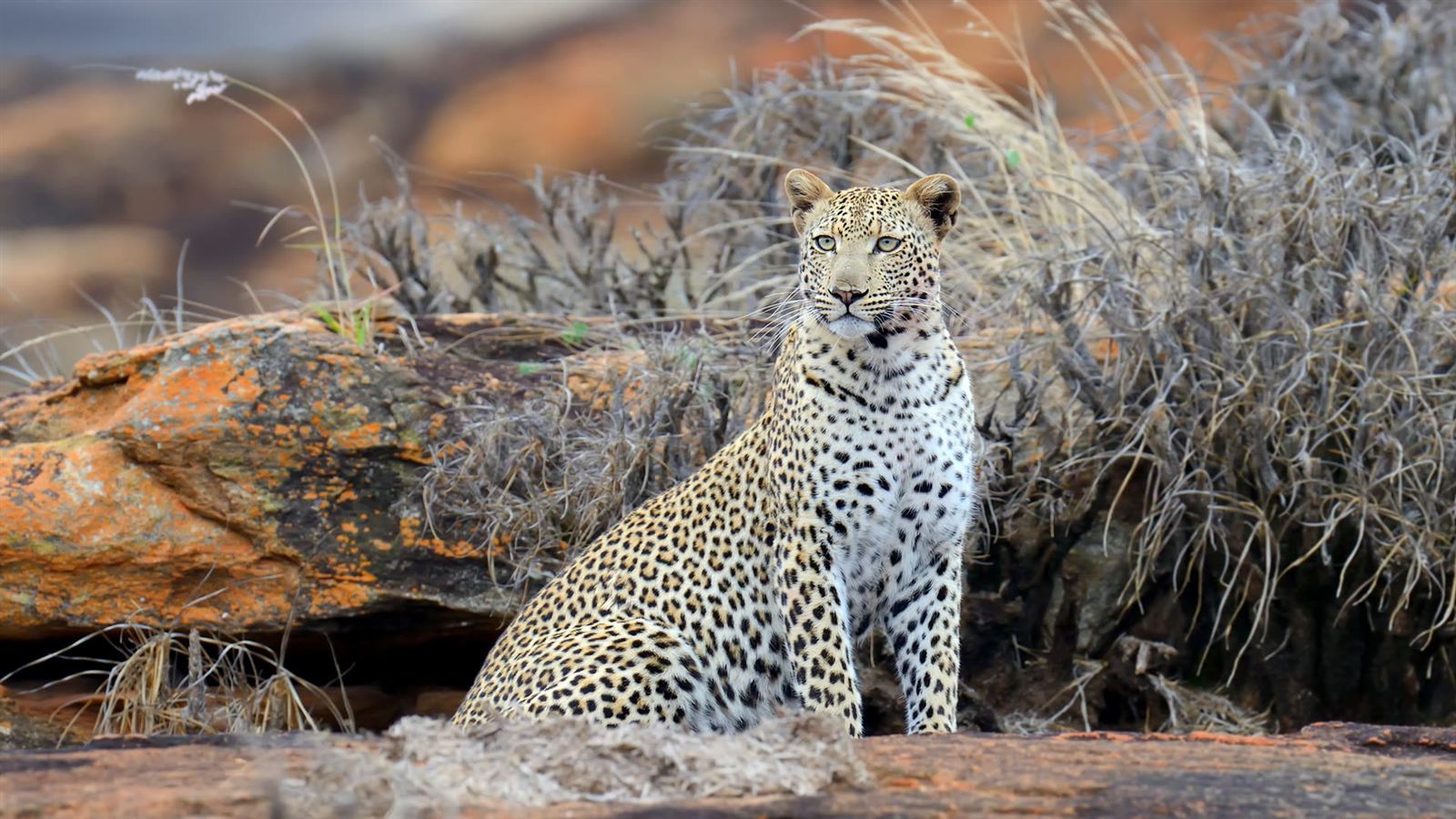 Tsavo East