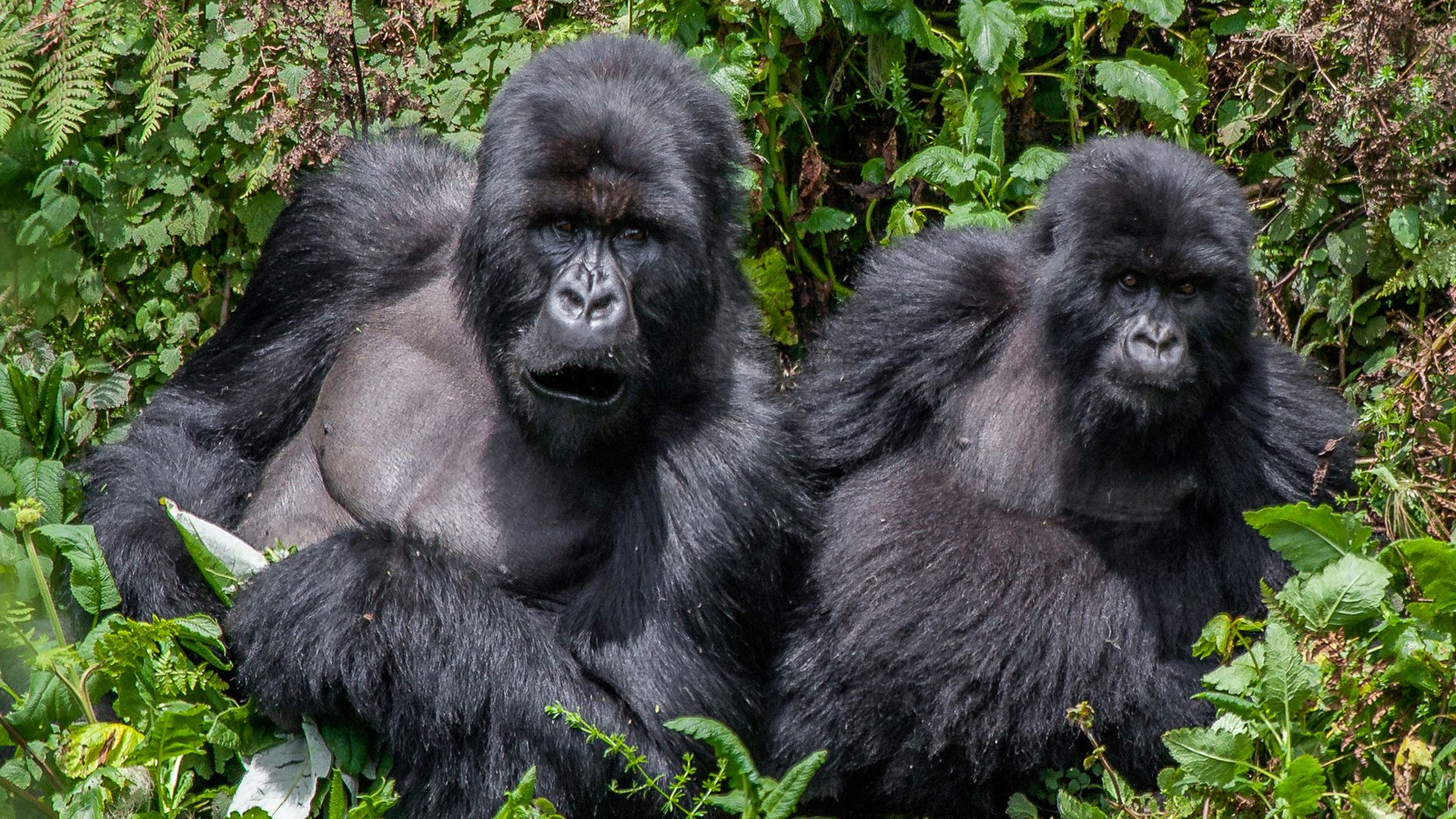 Bwindi Mountain Gorilla Sanctuary