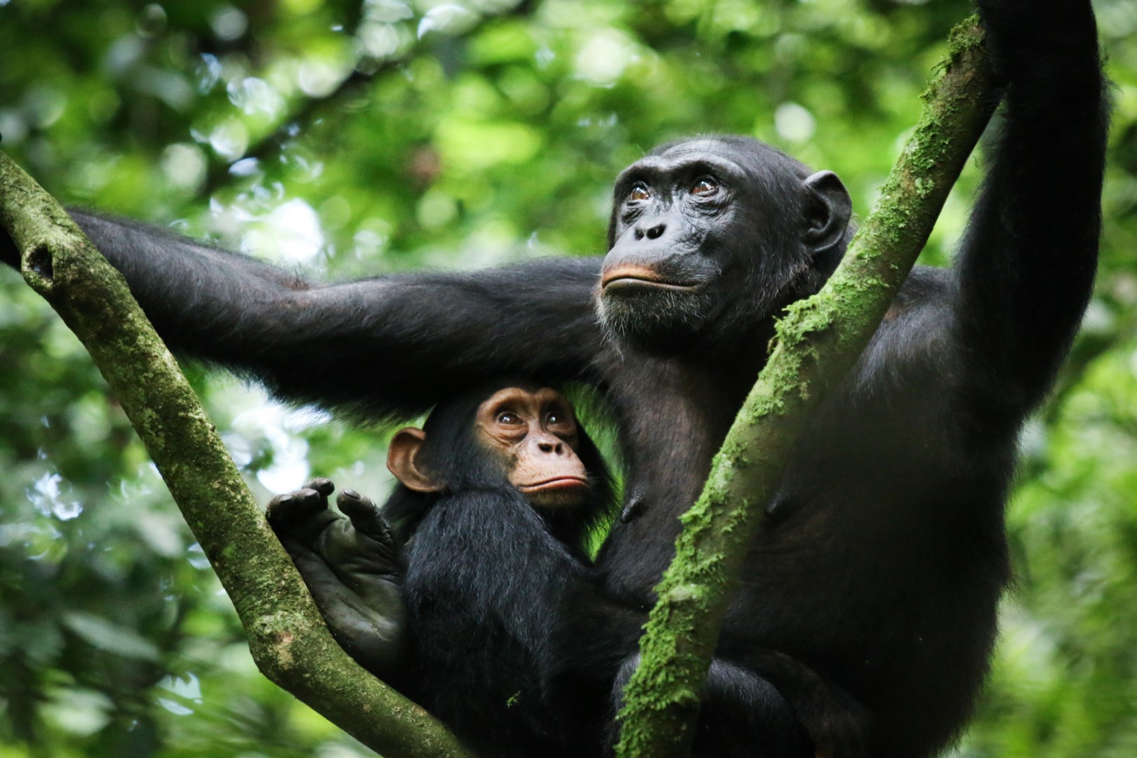 Chimpanzee Habituation