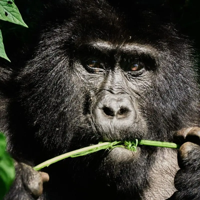 Gorilla Family Bwindi