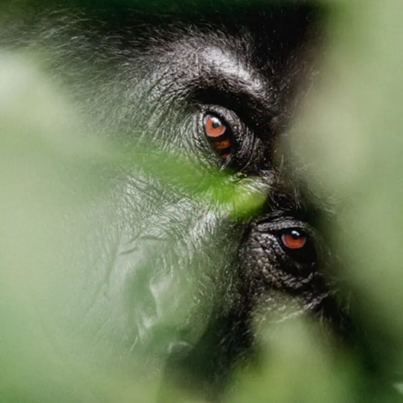 Mountain Gorilla Encounter
