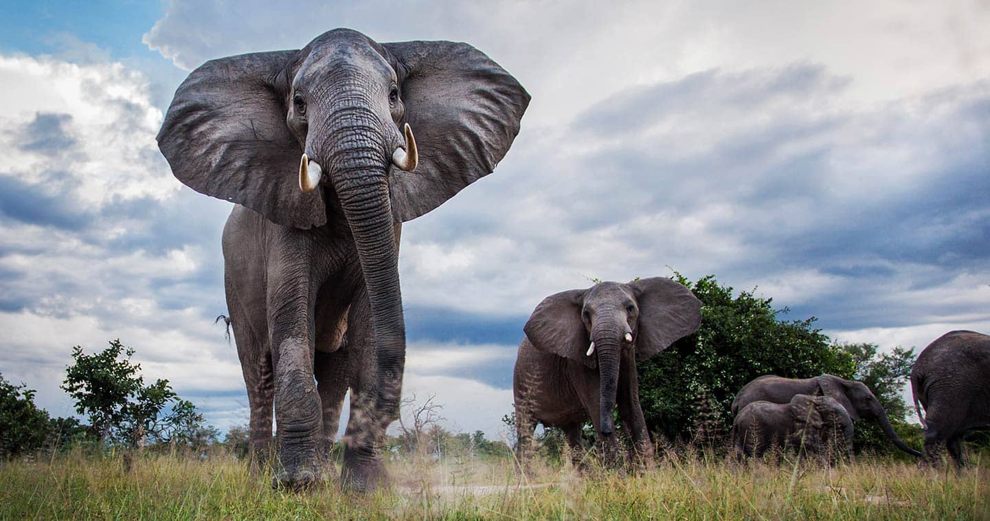 South Luangwa National Park