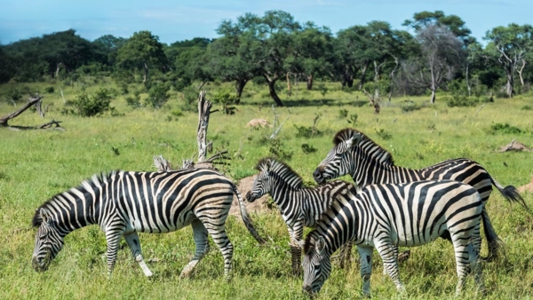 Hwange Elephants
