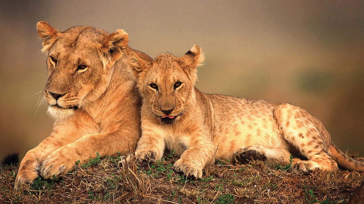 3 Day Mara Air Safari